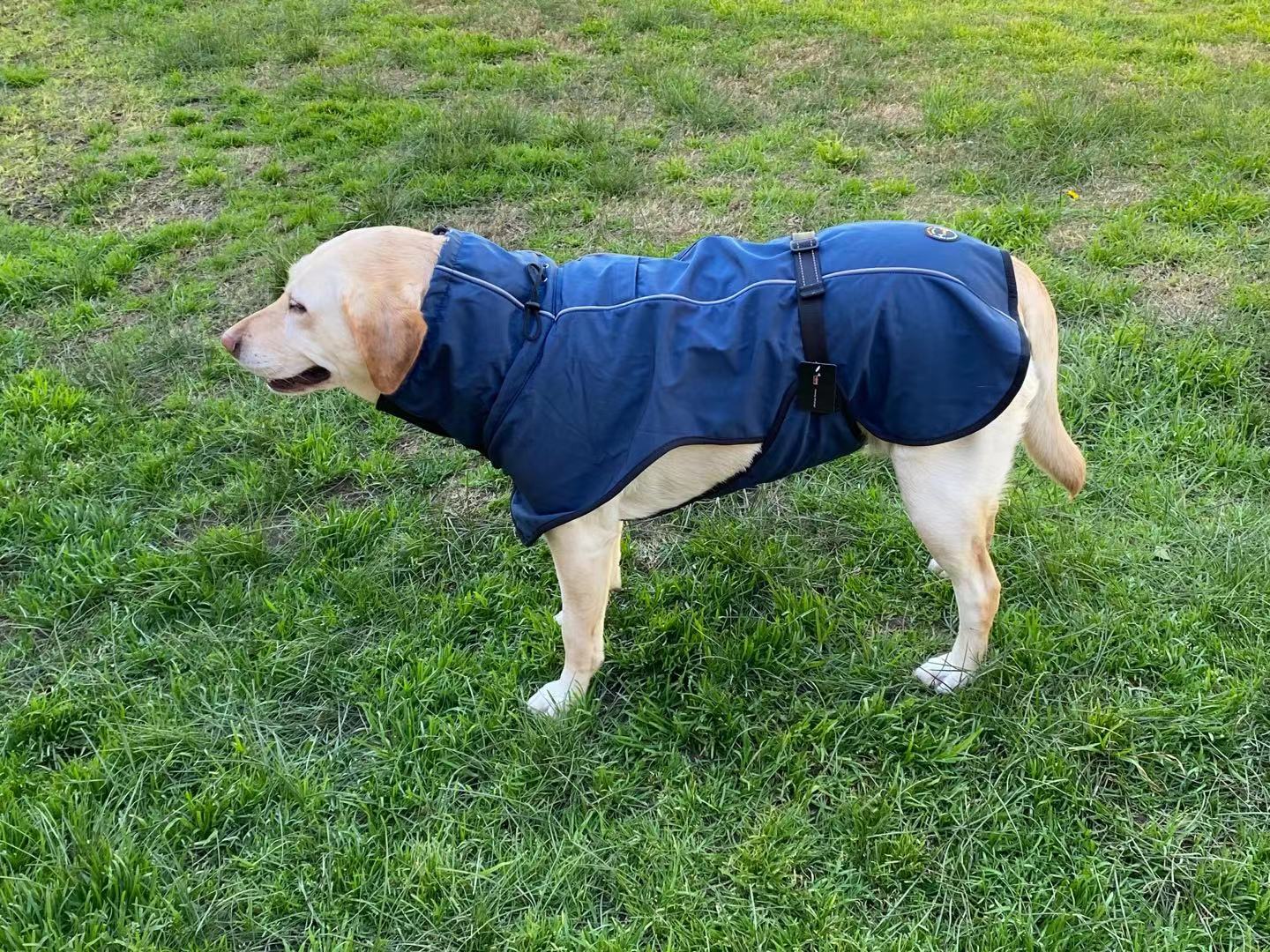 Pet Dog Raincoat Poncho Jacket Windbreaker Waterproof Clothes with Harness Hole-M-Blue