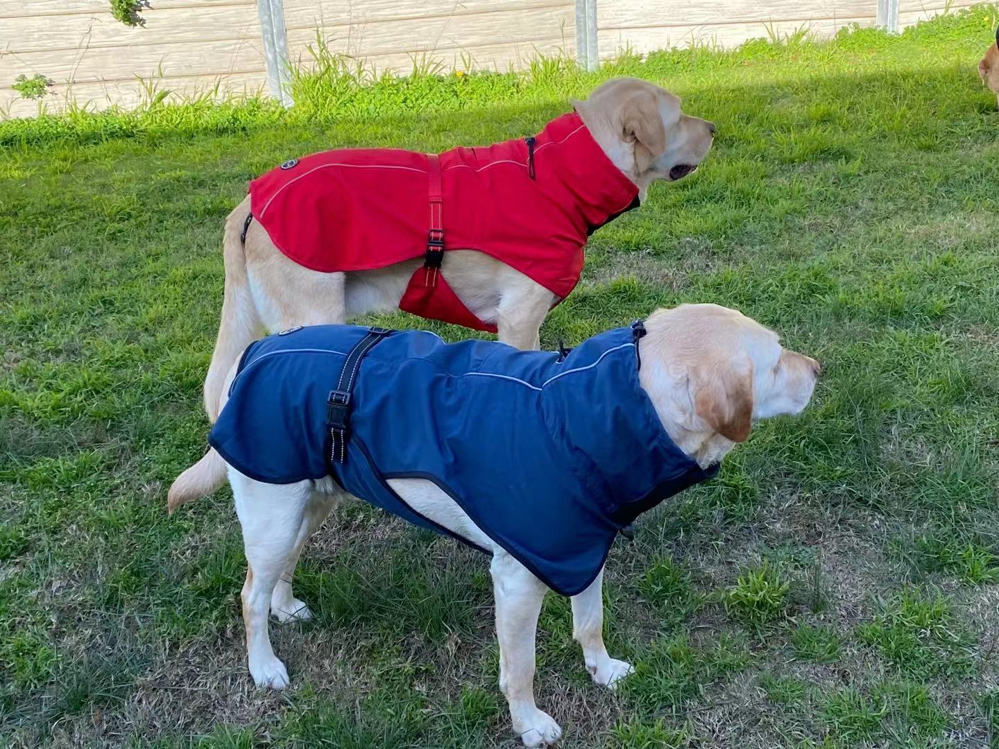 Pet Dog Raincoat Poncho Jacket Windbreaker Waterproof Clothes with Harness Hole-L-Blue