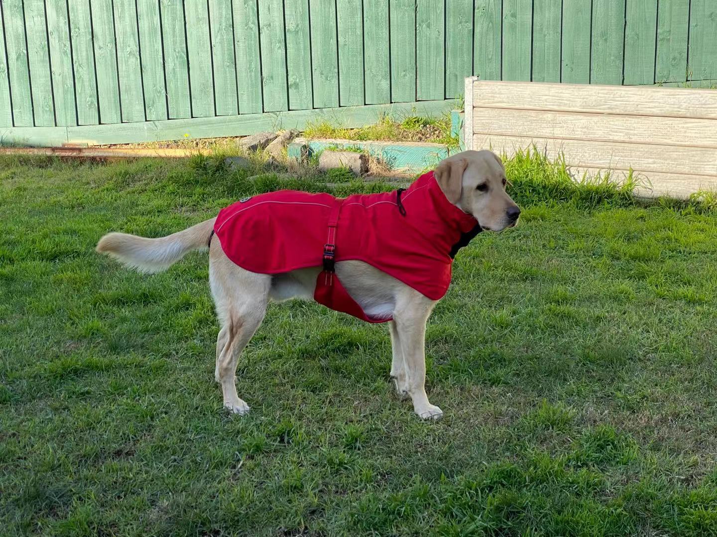 Pet Dog Raincoat Poncho Jacket Windbreaker Waterproof Clothes with Harness Hole-XL-Blue