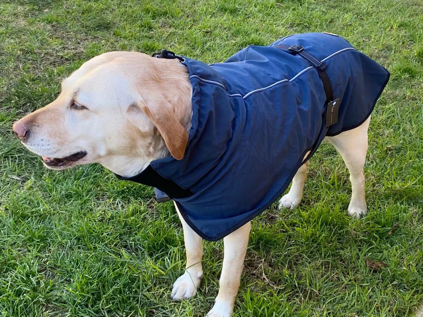 Pet Dog Raincoat Poncho Jacket Windbreaker Waterproof Clothes with Harness Hole-M-Black (Single Layer)