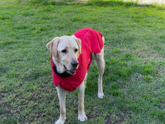 Pet Dog Raincoat Poncho Jacket Windbreaker Waterproof Clothes with Harness Hole-XL-Black (Single Layer)
