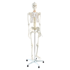 Human Skeleton Anatomical Model 180cm