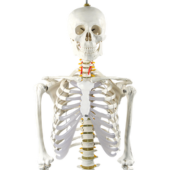 Human Skeleton Anatomical Model 180cm