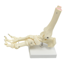 Life Size Foot Joint Anatomical Model Skeleton