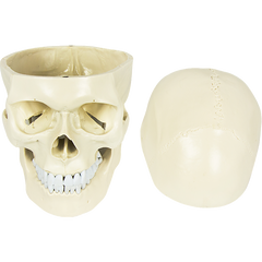 Life Size Anatomical Deluxe Human Skull Model Medical Skeleton Anatomy Replica