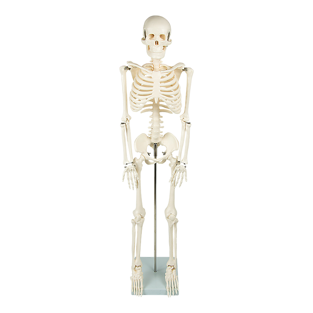 Anatomical 85cm Tall Human Skeleton with Stand Model - Medical Anatomy