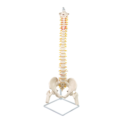 Life Size Flexible Vertebral Spine Pelvis & Femur Skeleton Model Anatomy Model